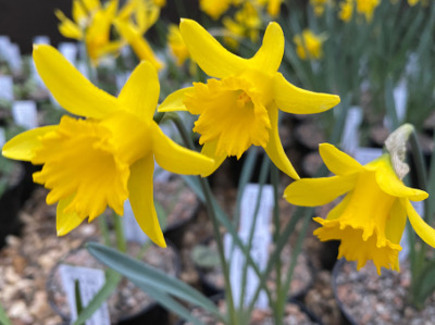 Narcissus asturiensis